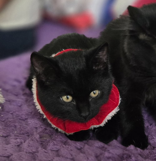 picture of the cat needing adoption