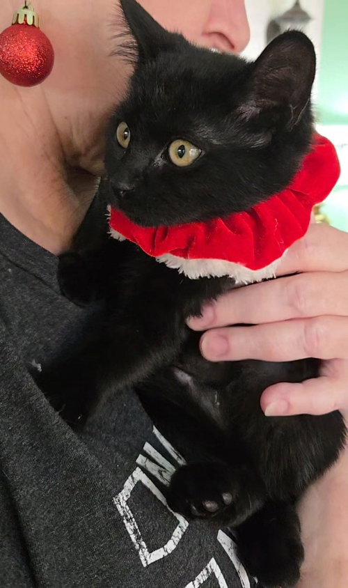 OLLY - Bombay / Domestic Short Hair available for adoption