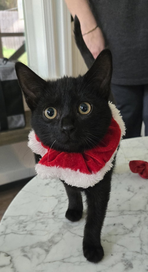 OH ME! - Bombay / Domestic Short Hair available for adoption