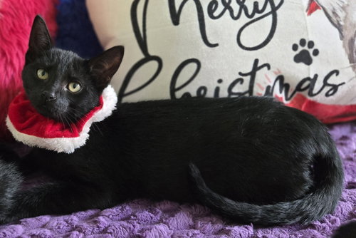 ORBIT - Bombay / Domestic Short Hair available for adoption