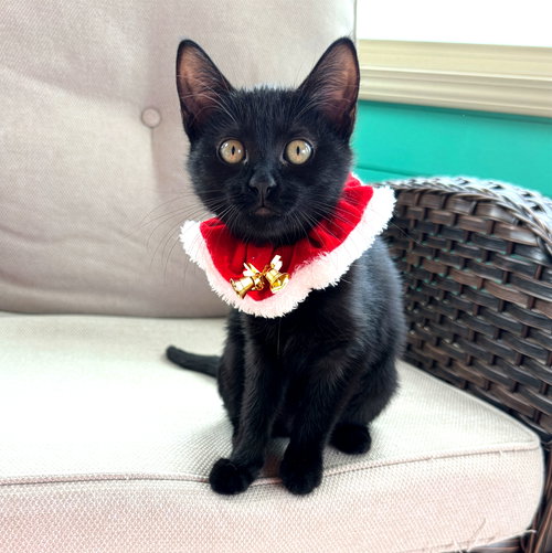 picture of the cat needing adoption