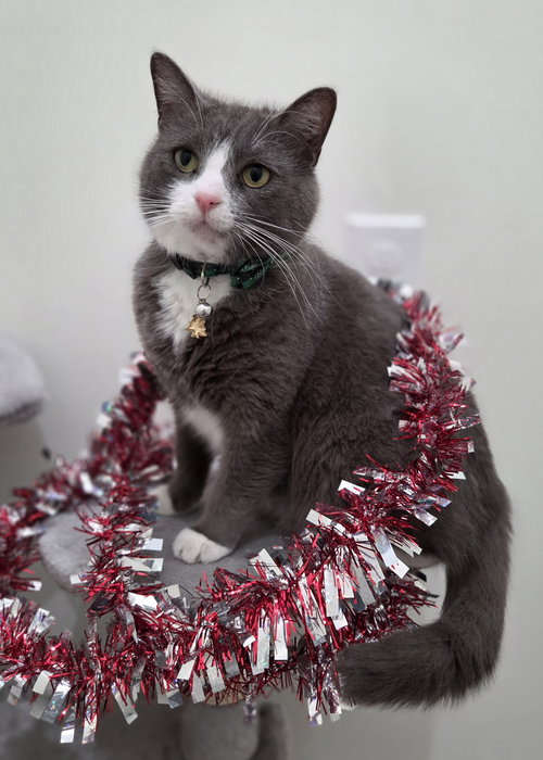 BUDDY - Domestic Short Hair available for adoption