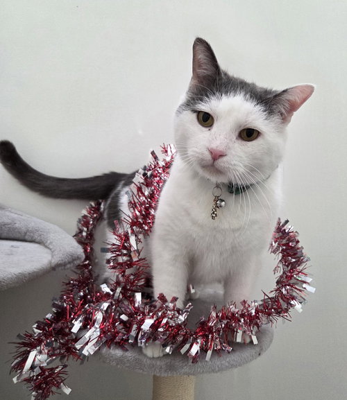 LUKE - Domestic Short Hair available for adoption