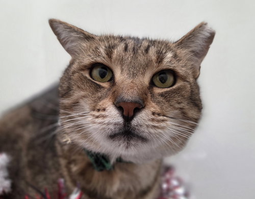 RANDOM - Domestic Short Hair / Tabby available for adoption