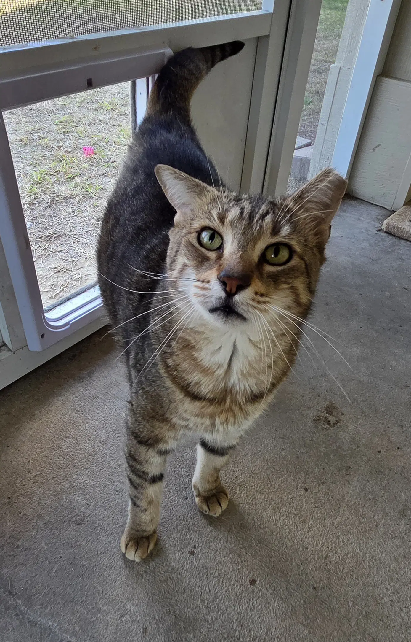 Random - Domestic Short Hair
