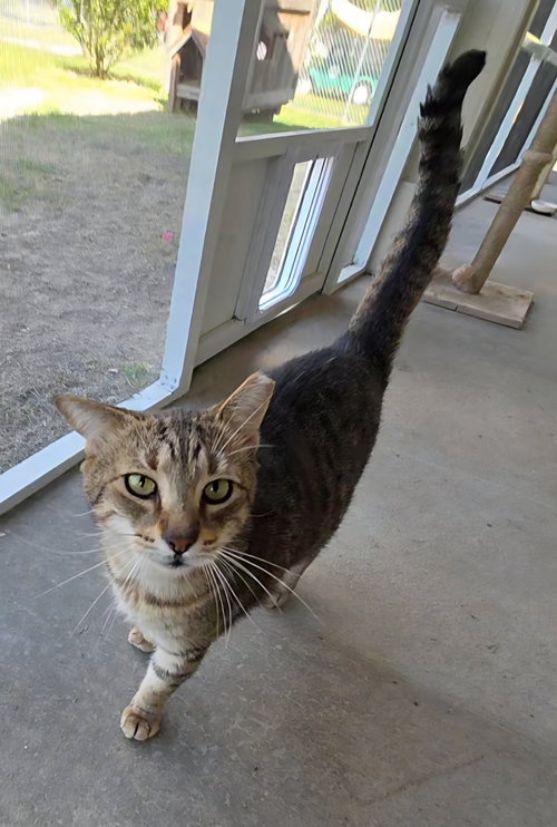 RANDOM - Domestic Short Hair / Tabby available for adoption