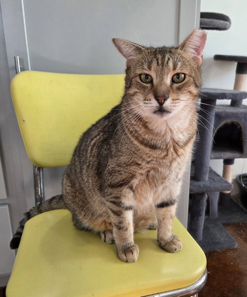 picture of the cat needing adoption