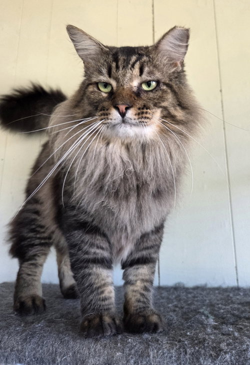 PIE - Maine Coon / Domestic Long Hair available for adoption