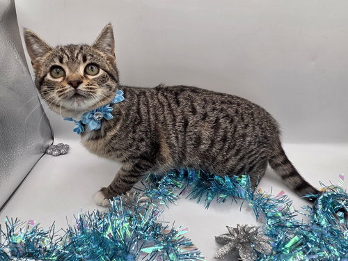 KRISTEN - Domestic Short Hair / Tabby available for adoption