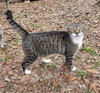 Kitchi - Photo 5