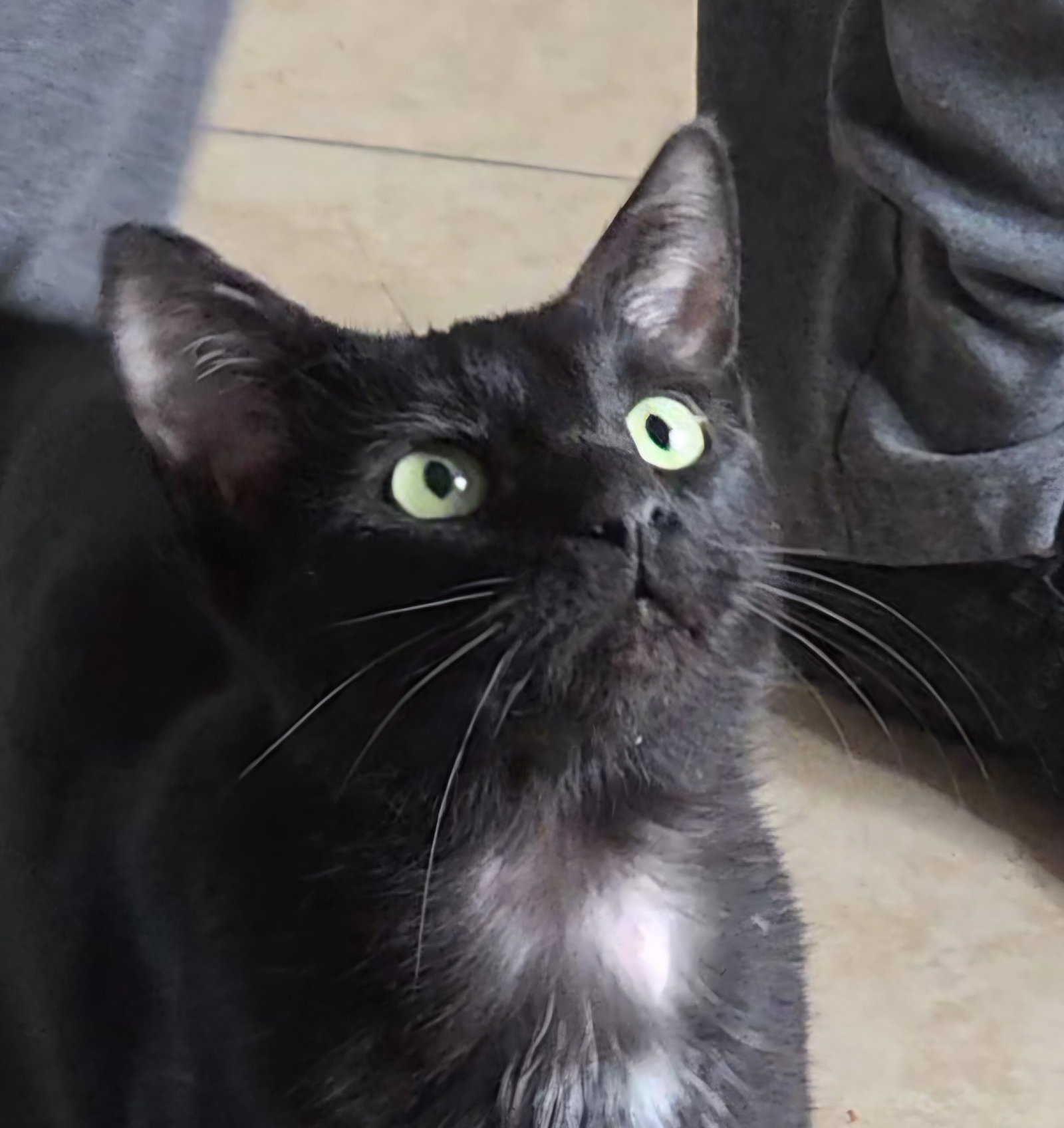Jiji