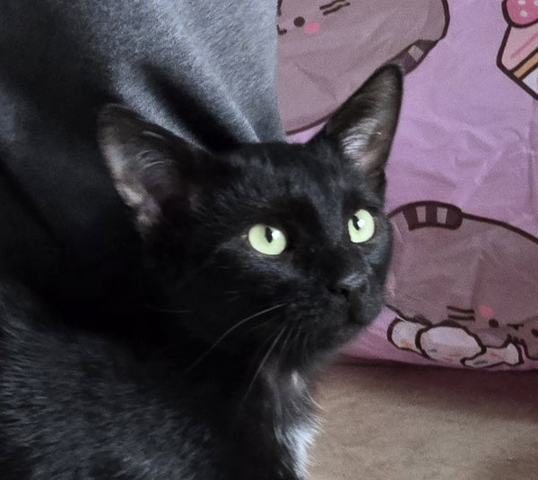 Jiji