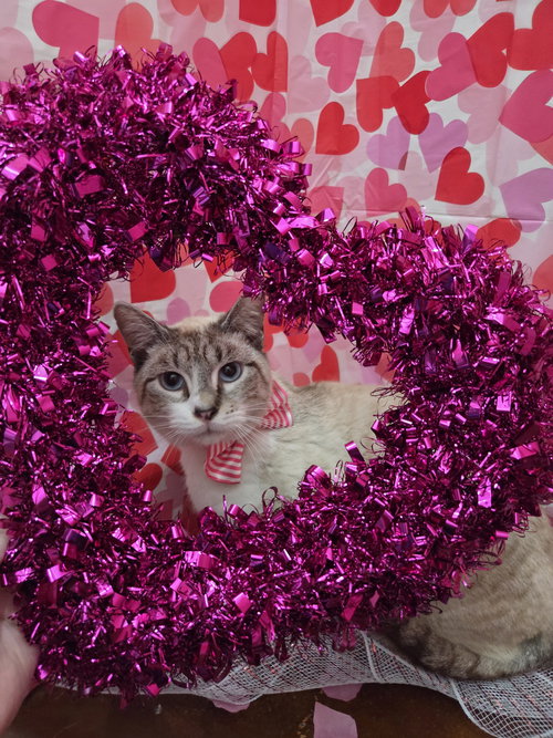 picture of the cat needing adoption