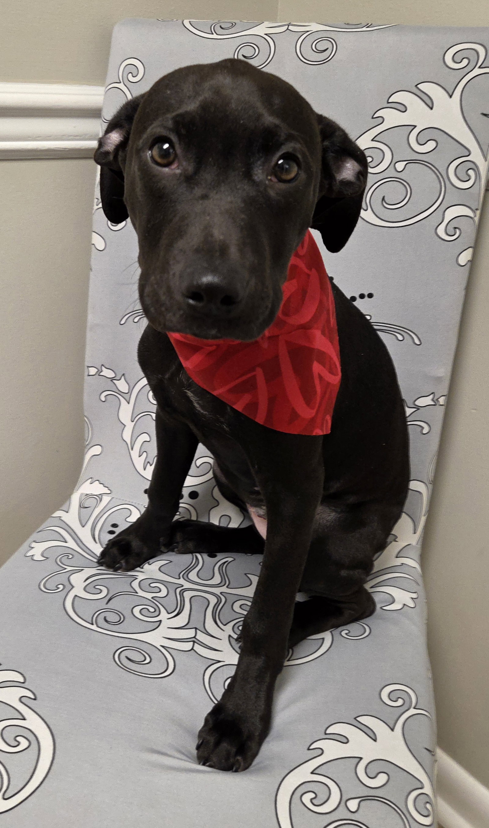 Odie Image