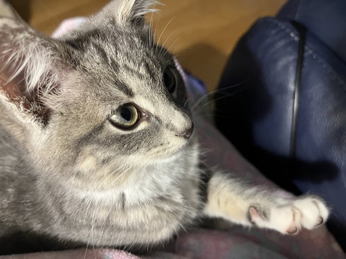 picture of the cat needing adoption