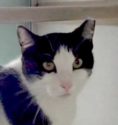 picture of the cat needing adoption