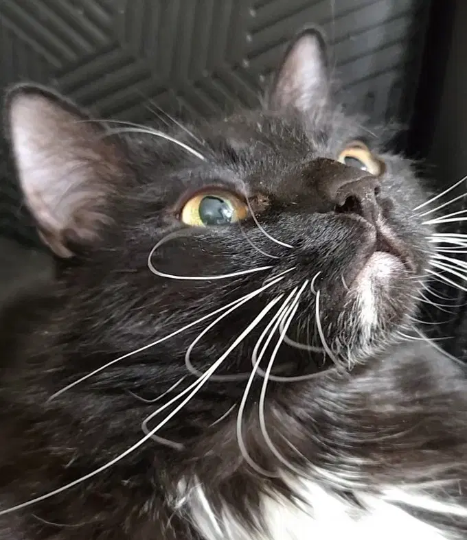 Kenny - Domestic Long Hair