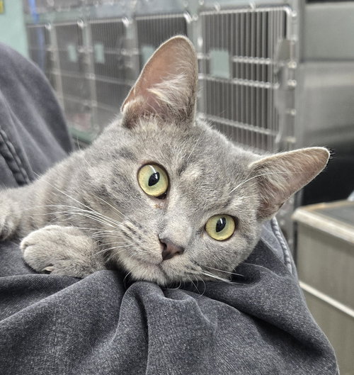 picture of the cat needing adoption