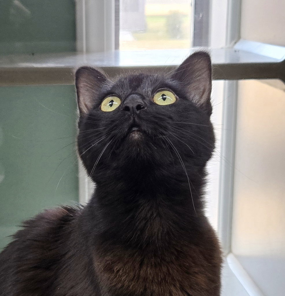 Mavis Image
