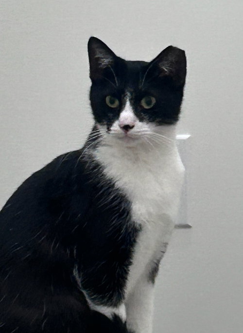 picture of the cat needing adoption