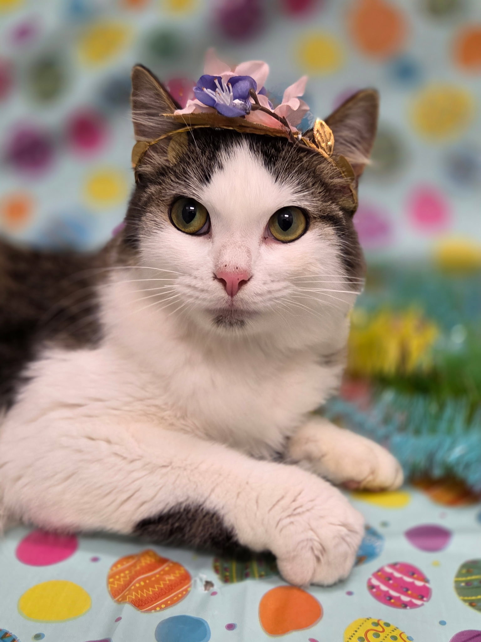 Princess Purringtons