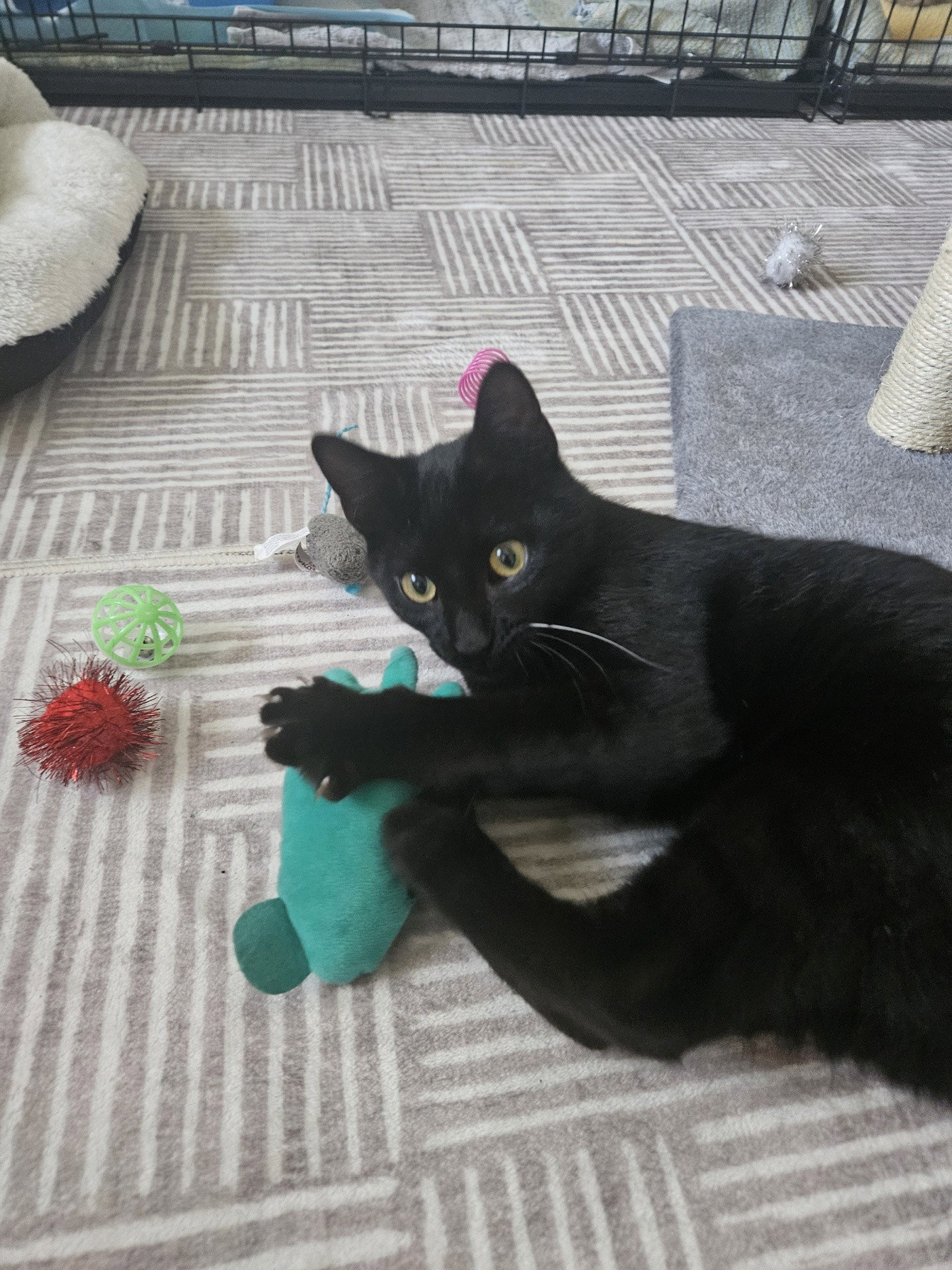 Larry the Lover