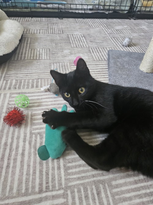 Larry the Lover, an adoptable Domestic Short Hair in Magnolia Springs, AL
