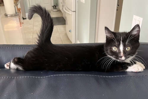 Bunni, an adoptable Tuxedo in Magnolia Springs, AL