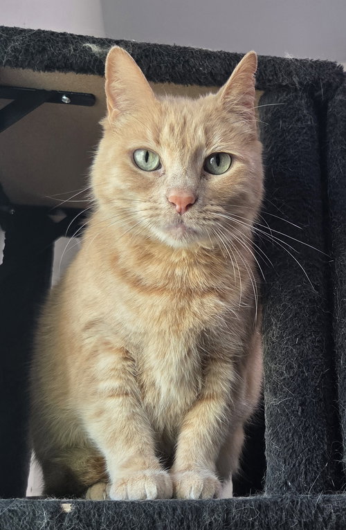 Waffles, an adoptable Domestic Short Hair in Magnolia Springs, AL