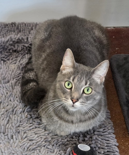 Dorian, an adoptable Domestic Short Hair in Magnolia Springs, AL