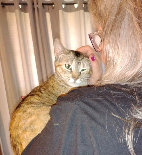 Mona, an adoptable Tortoiseshell in Magnolia Springs, AL