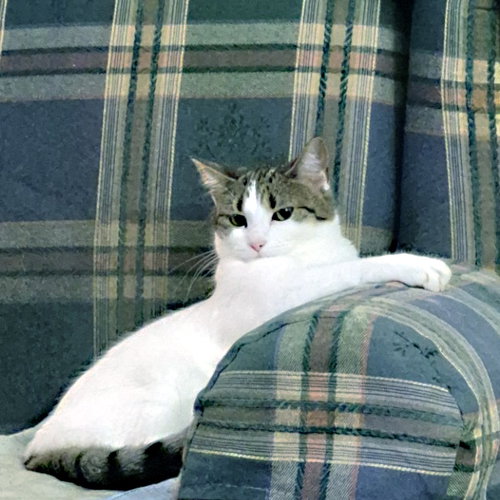 Phillippa, an adoptable Domestic Medium Hair in Magnolia Springs, AL