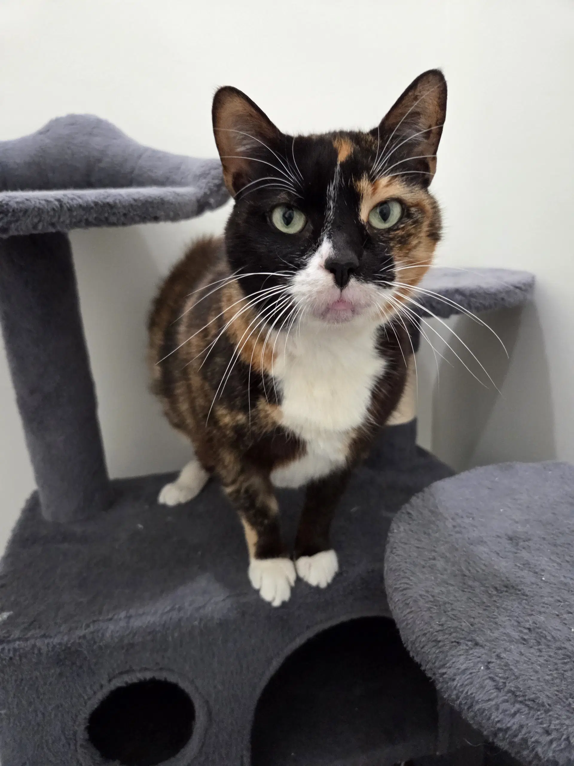 Ari - Calico