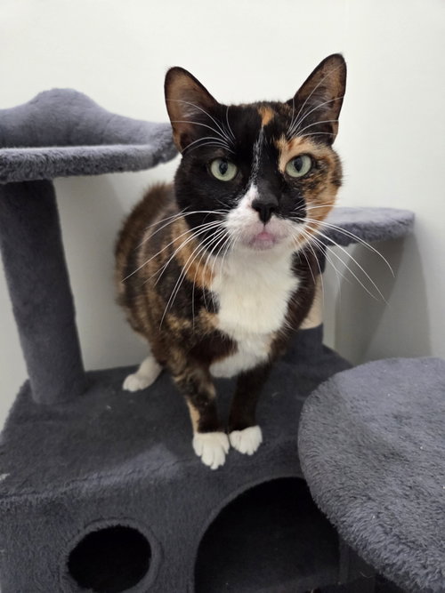 Ari, Senior Calico / Domestic Short Hair / Mixed (short coat), cat for adoption in Magnolia Springs, Alabama
