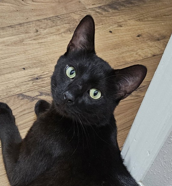 Linus