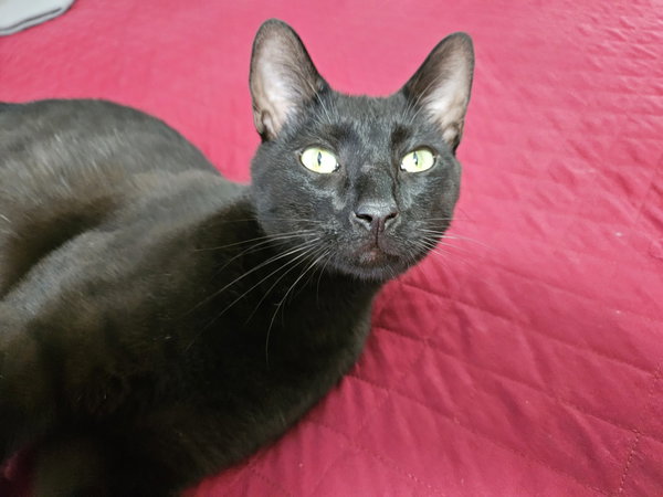 Linus