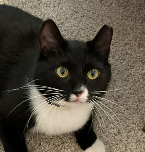 Chancie, an adoptable Tuxedo in Magnolia Springs, AL