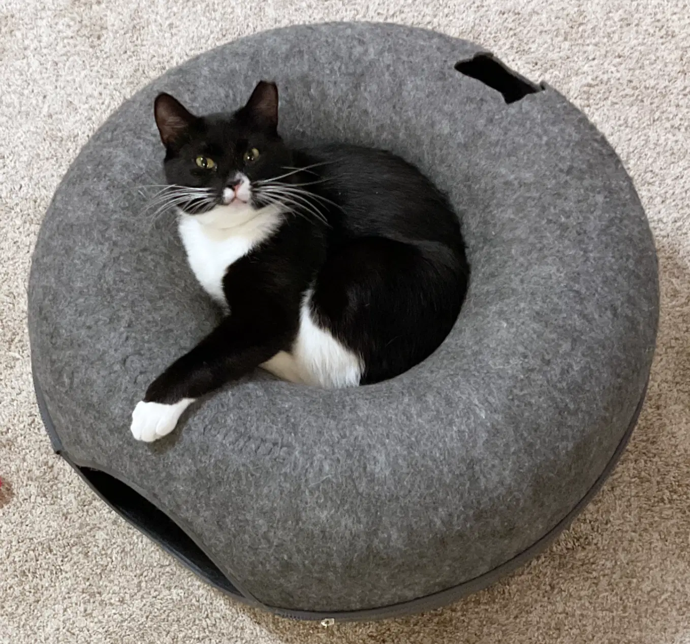 Chancie image 2