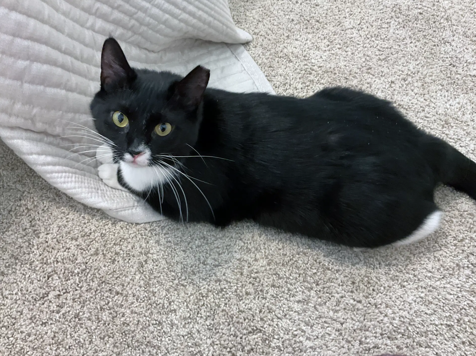 Chancie image 3