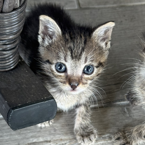 Birdie, an adoptable Tabby in Magnolia Springs, AL