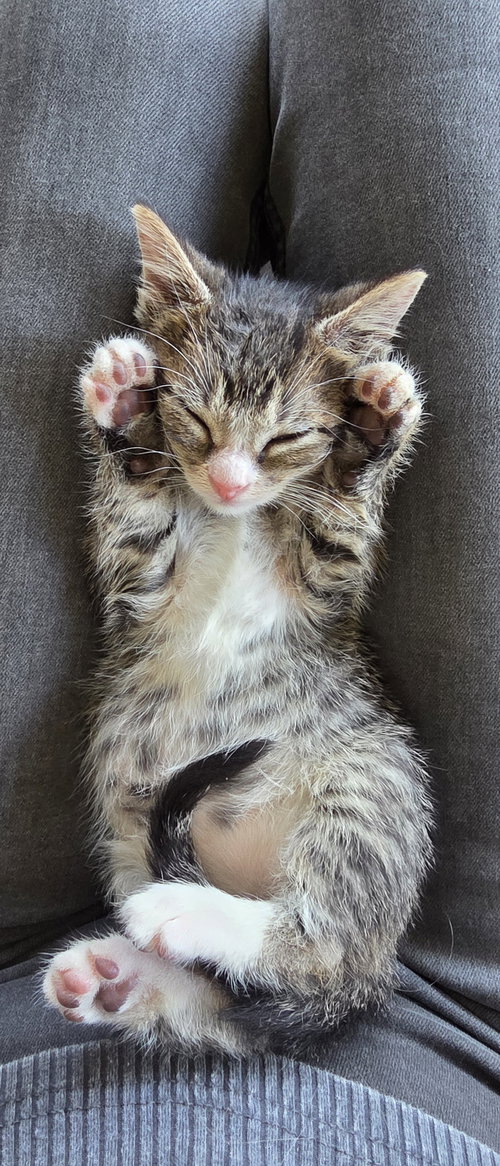 Bennett, an adoptable Tabby in Magnolia Springs, AL