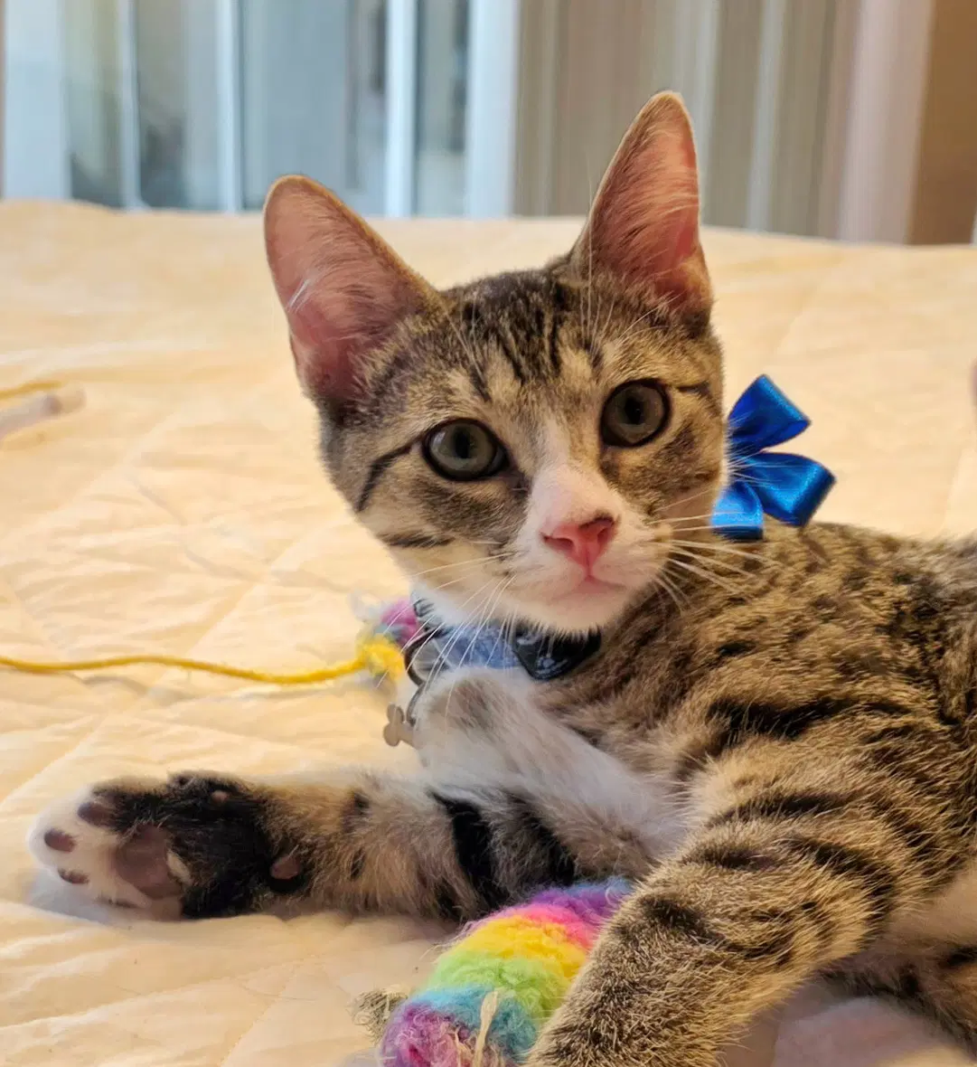 Bennett - Tabby