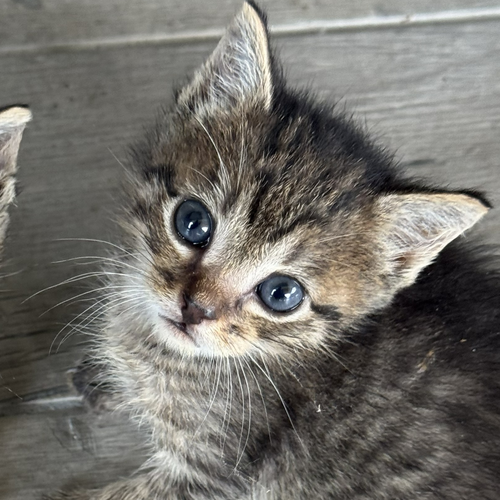 Bear, an adoptable Tabby in Magnolia Springs, AL