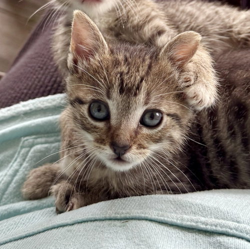 Bear, an adoptable Tabby in Magnolia Springs, AL