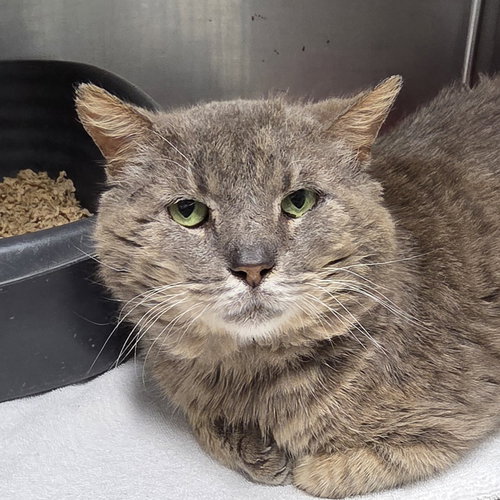 Phil, an adoptable Tabby in Magnolia Springs, AL