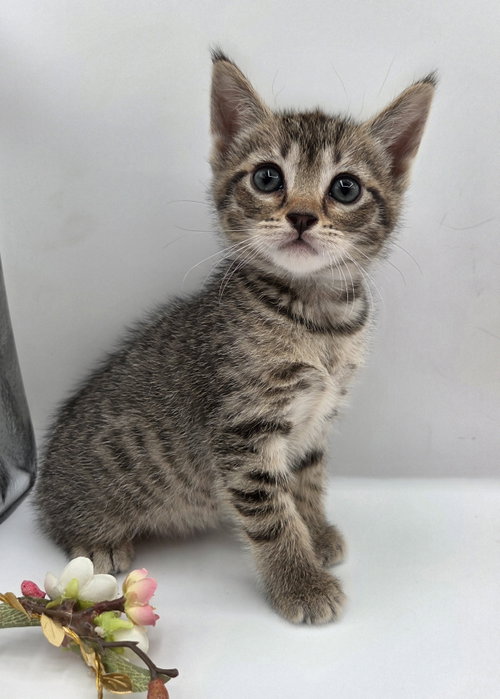 Natasha, an adoptable Domestic Short Hair in Magnolia Springs, AL