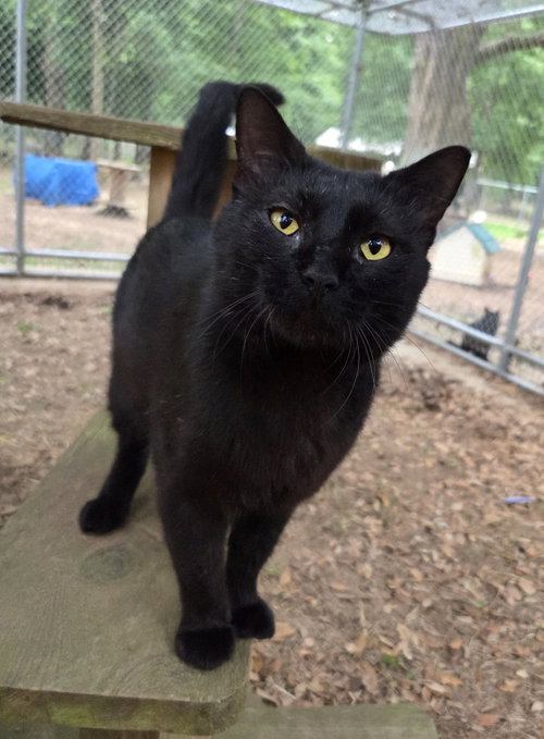 Crumble, an adoptable Domestic Short Hair in Magnolia Springs, AL