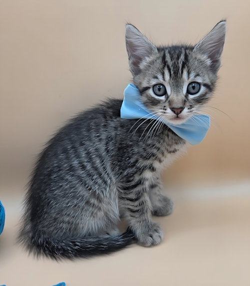Skipper, an adoptable Domestic Short Hair in Magnolia Springs, AL