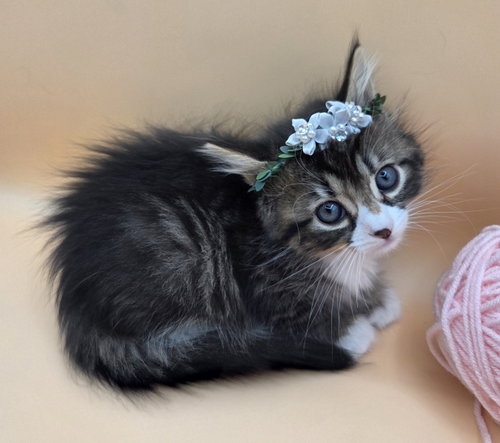Ginger, an adoptable Domestic Long Hair in Magnolia Springs, AL