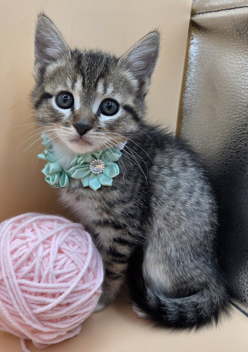 MaryAnn, an adoptable Domestic Short Hair in Magnolia Springs, AL